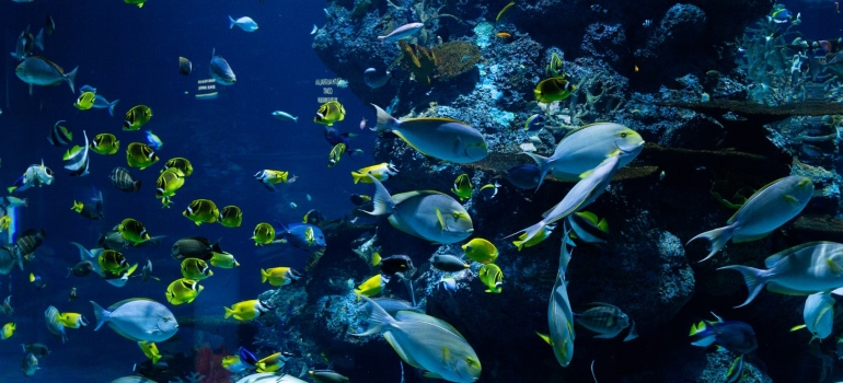 Aquarium with fish in Tampa