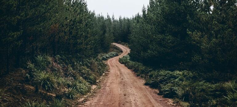 A dirt road inside a forest
