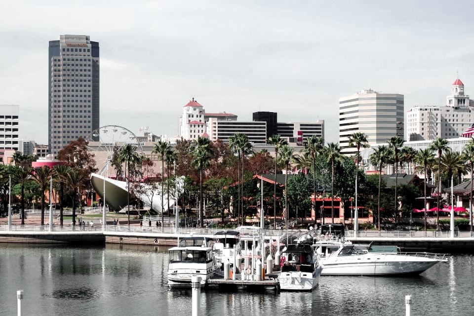 A row of palm trees in Long Beach with the buildings in the background.
