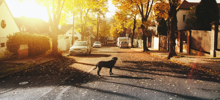 dog standing on the street