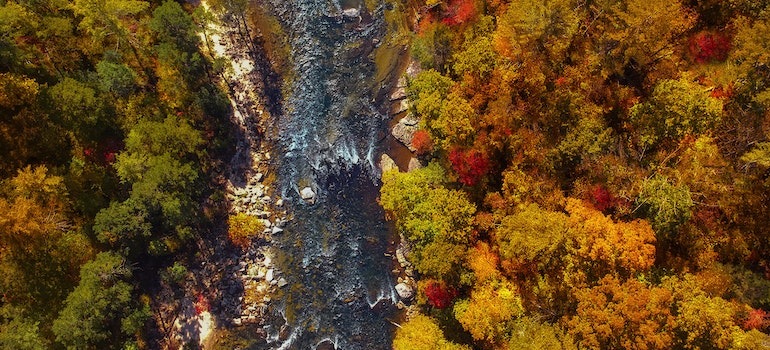 A forest in North Carolina photographed from above.