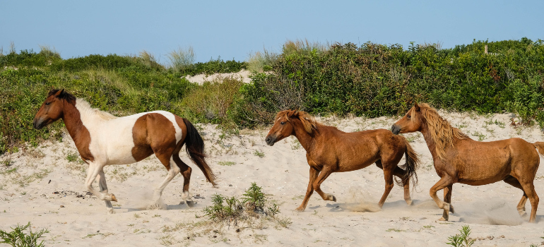 Horses running on one of Maryland's beaches.