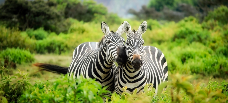 two zebras