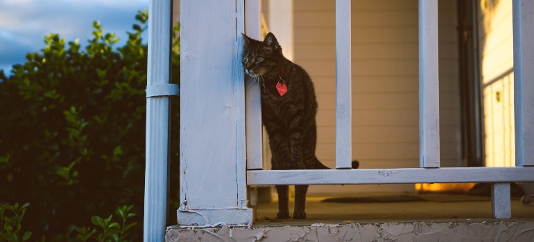 A cat on a porch of a house in Alabama