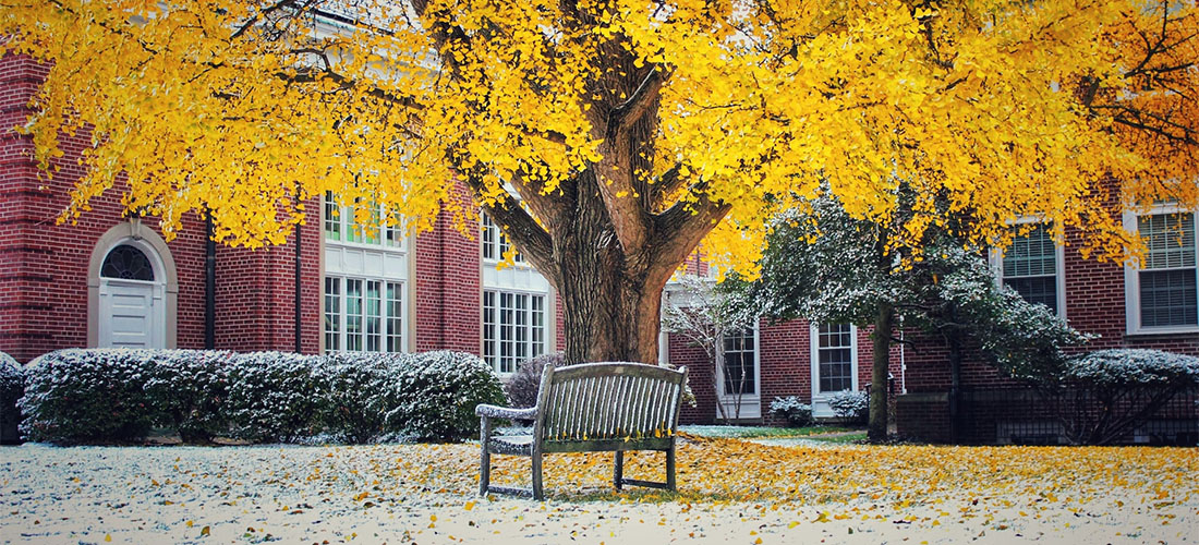 A park bench under the yellow tree.