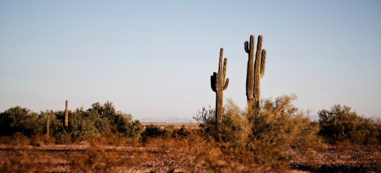 cacti in the desert 