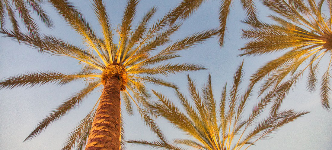 Palm trees photographed from underneath