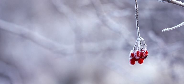 frozen berries on the tree