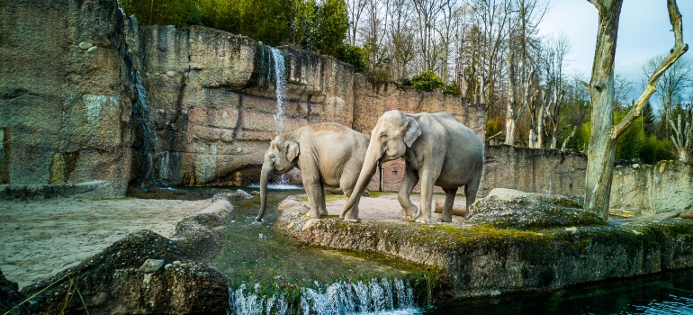 elephants in zoo