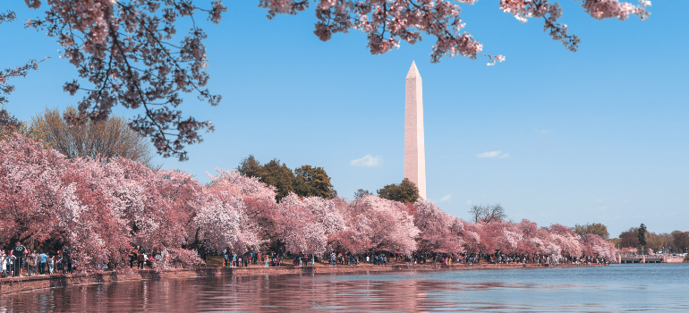 The Washington Monument behind the trees with pink leaves. 