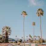 Palm trees in California