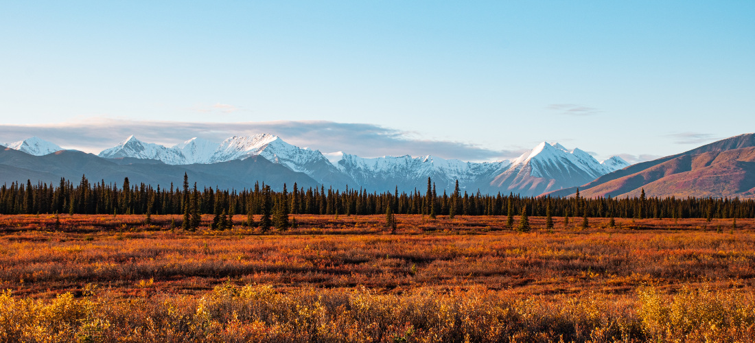 A field in Alaska with snowy mountains in the background