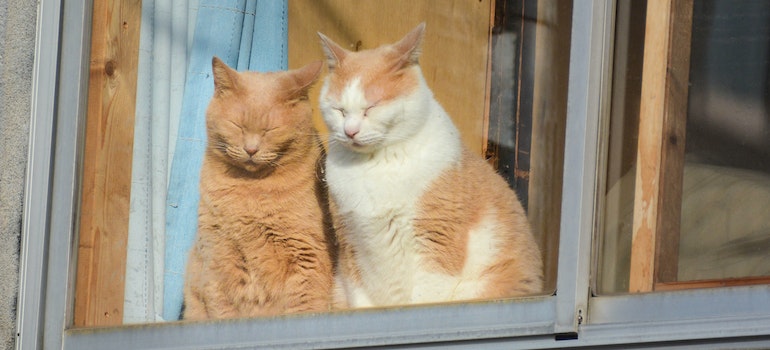Two cats standing at the window.