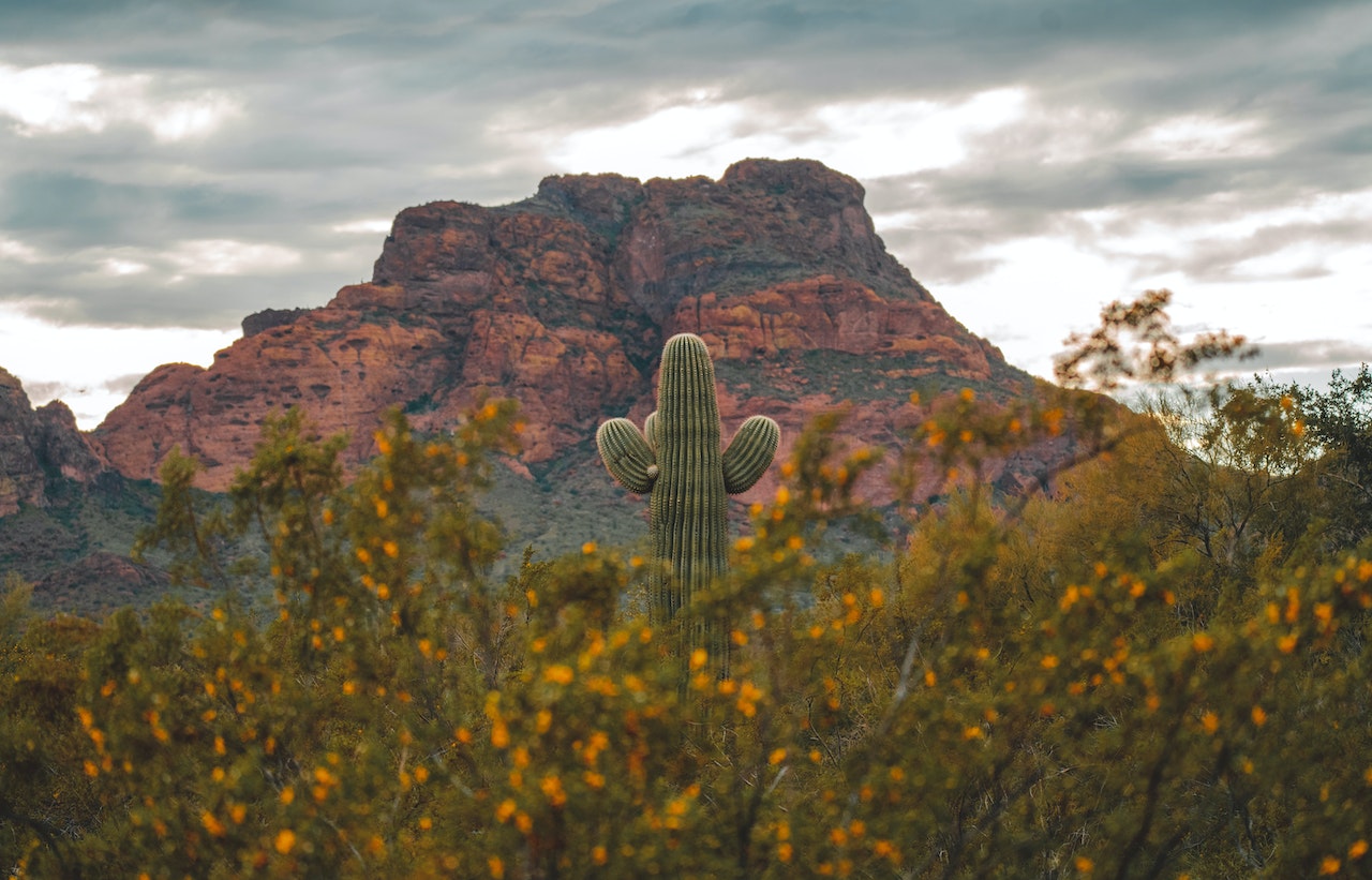 Red Mountain Arizona with a cactus