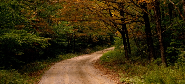 A road through the forest