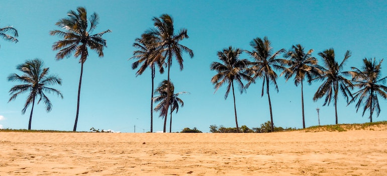 A brown sandy beach with palm trees in the wind in one of the best cities for job seekers in Florida