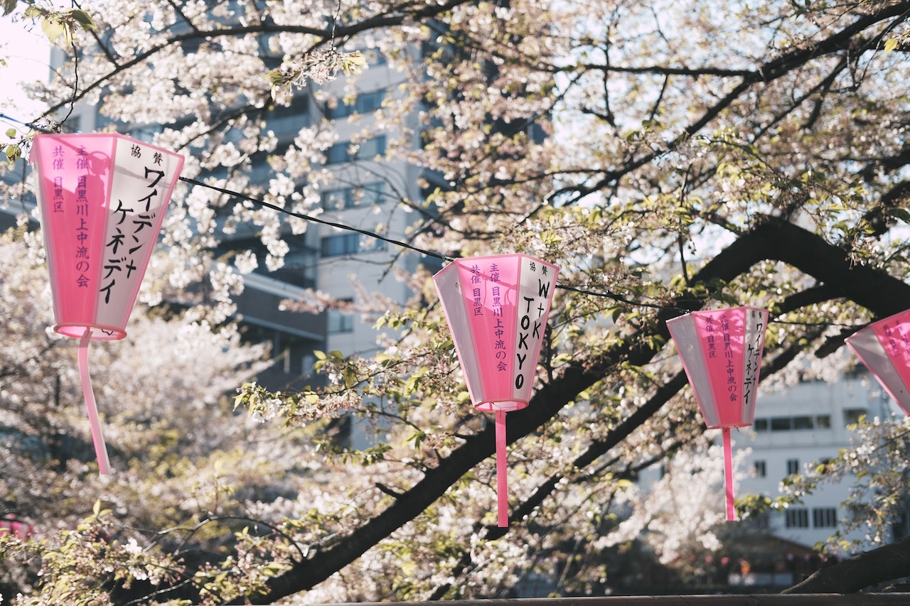 Hanging pink lanterns and cherry blossoms in Tokyo