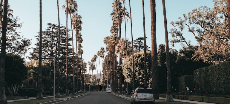 a street in LA with really tall palm trees and one car parked