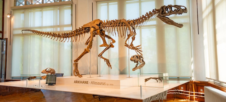 a model of dinosaur's skeleton