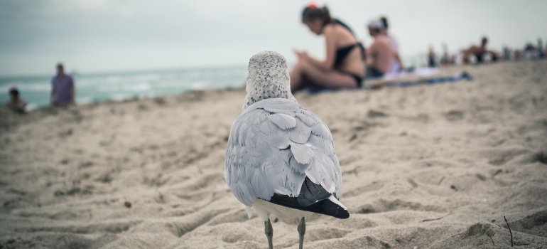 a gray and white bird on the beach looks at the people

