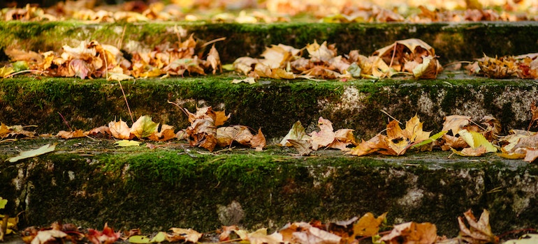 steps with leaves