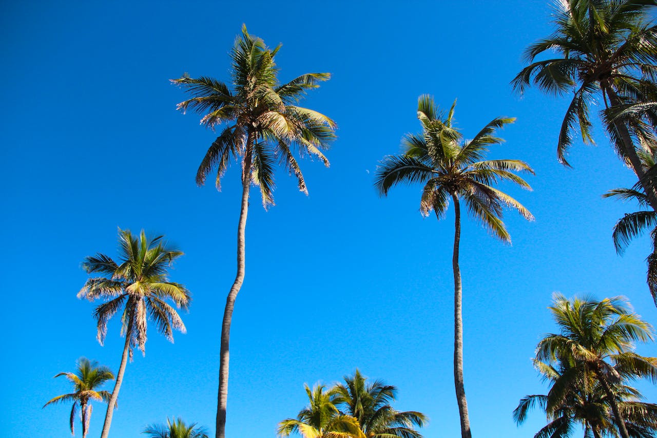Palm trees in Miami