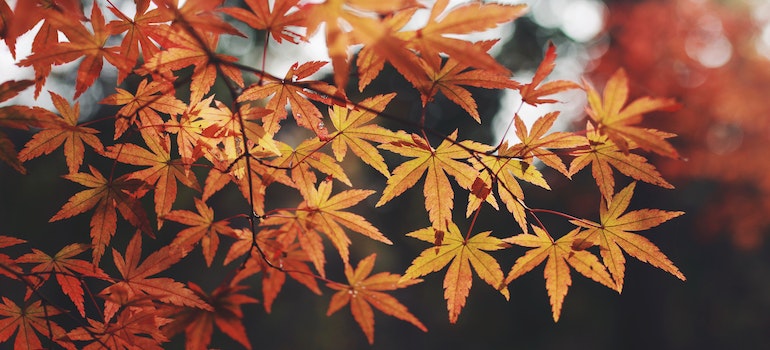 leaves on a tree