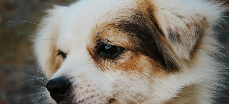 a close up shot of a puppy
