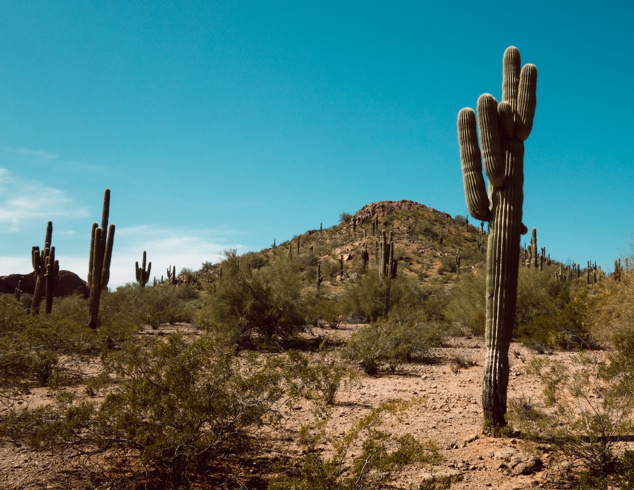 saguaro in the middle of arizona