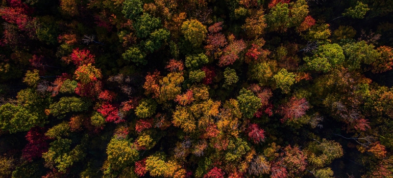 Picture of trees during the fall 