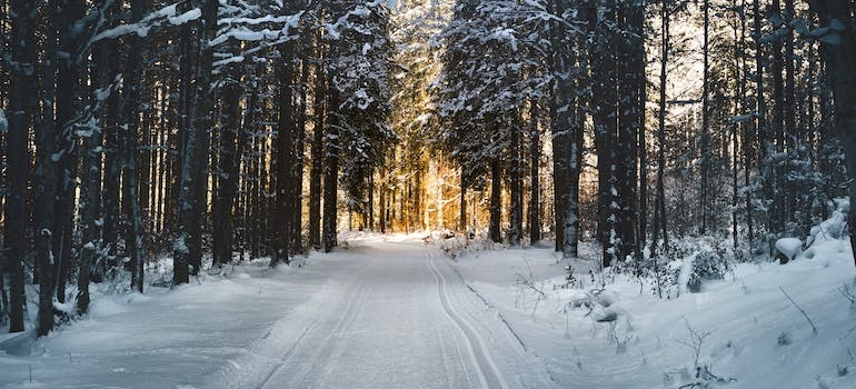 A road in the forest covered in snow