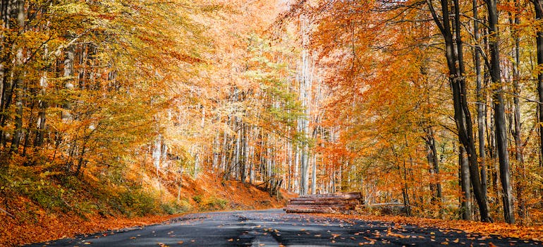 photo of a road during fall