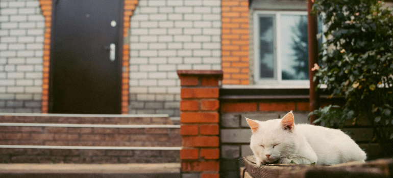 Cat Sleeping in front of House
