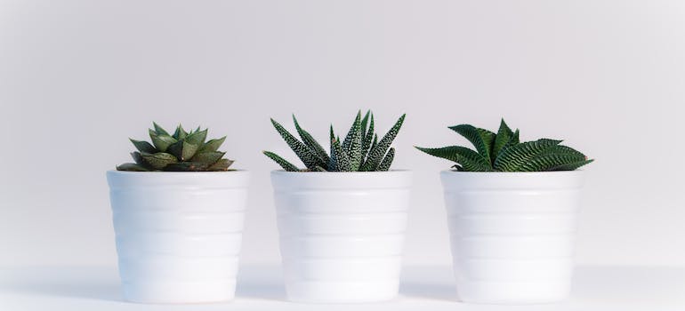 Three plants in white pots