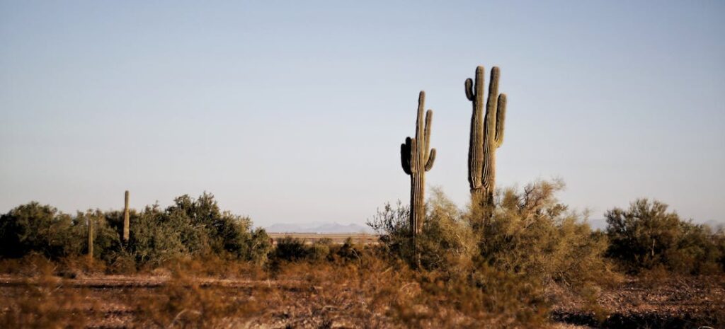 Cacti on a field