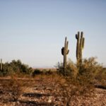 cactus plants in the desert