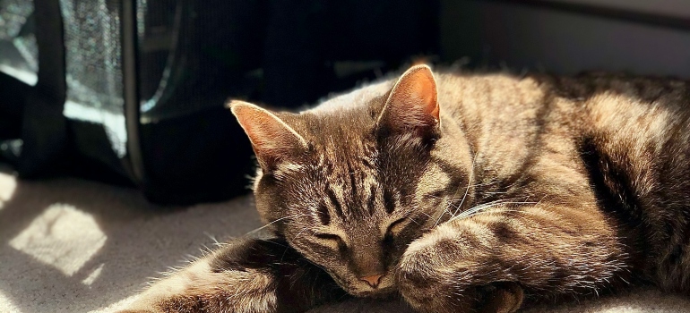 Picture of a sleeping cat