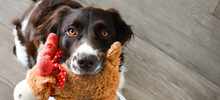 Picture of a dog carrying a toy