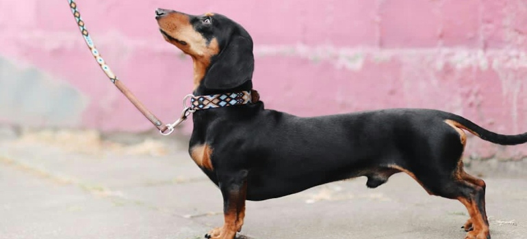 Picture of a dog on a leash