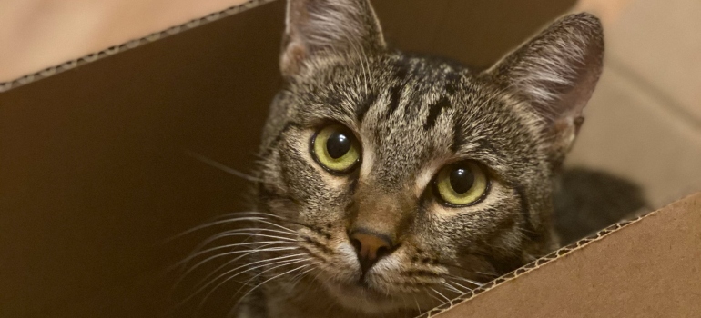 Picture of a cat in a box