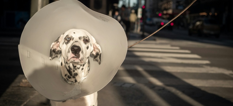 Picture of a dog with a cone