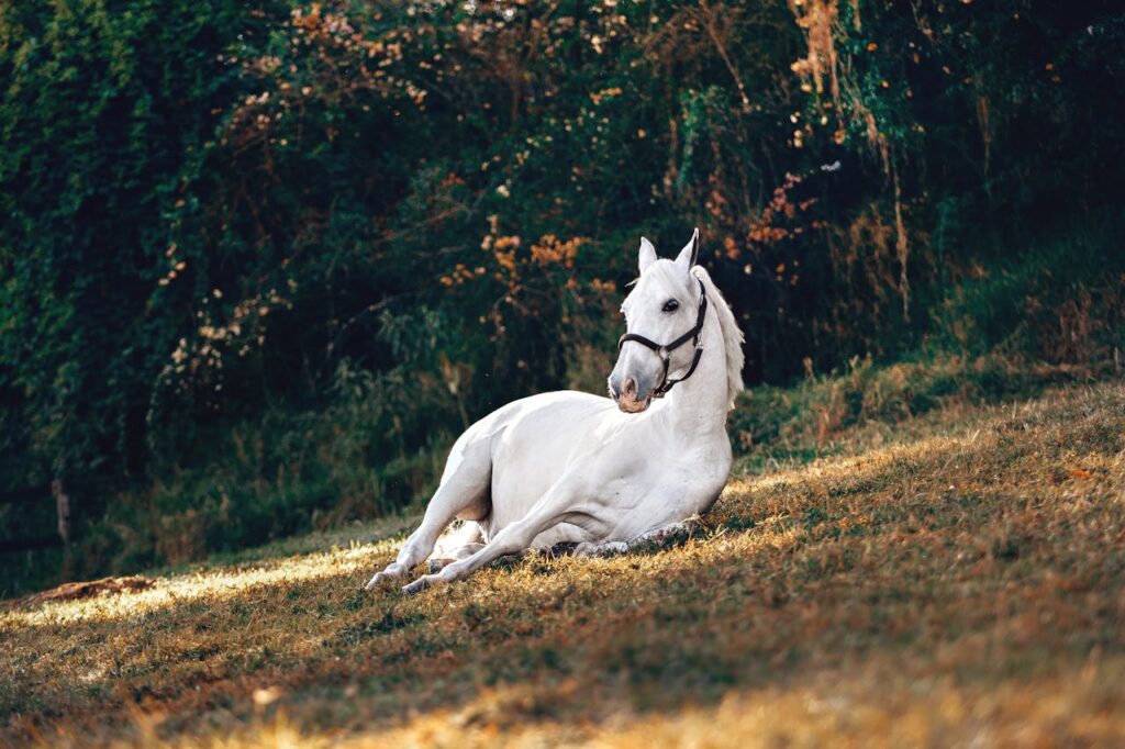 a white horse on brown grass field
