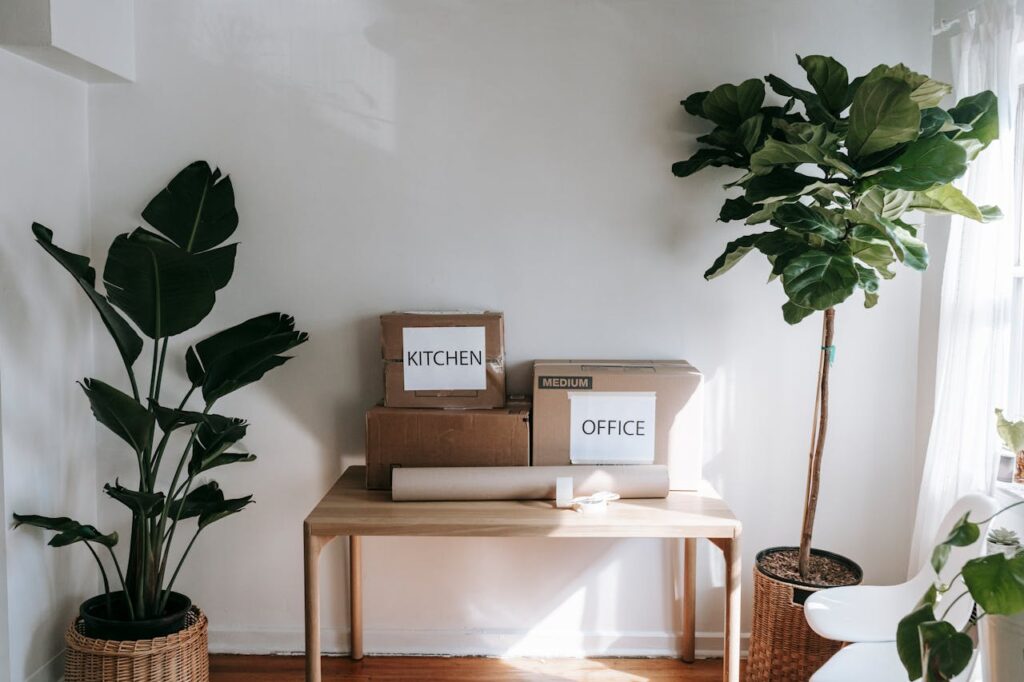 boxes on a desk near the plants