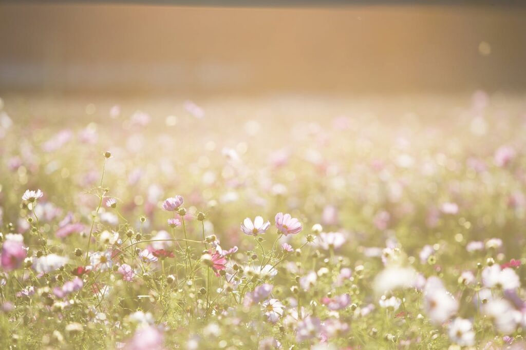 flowers in a garden