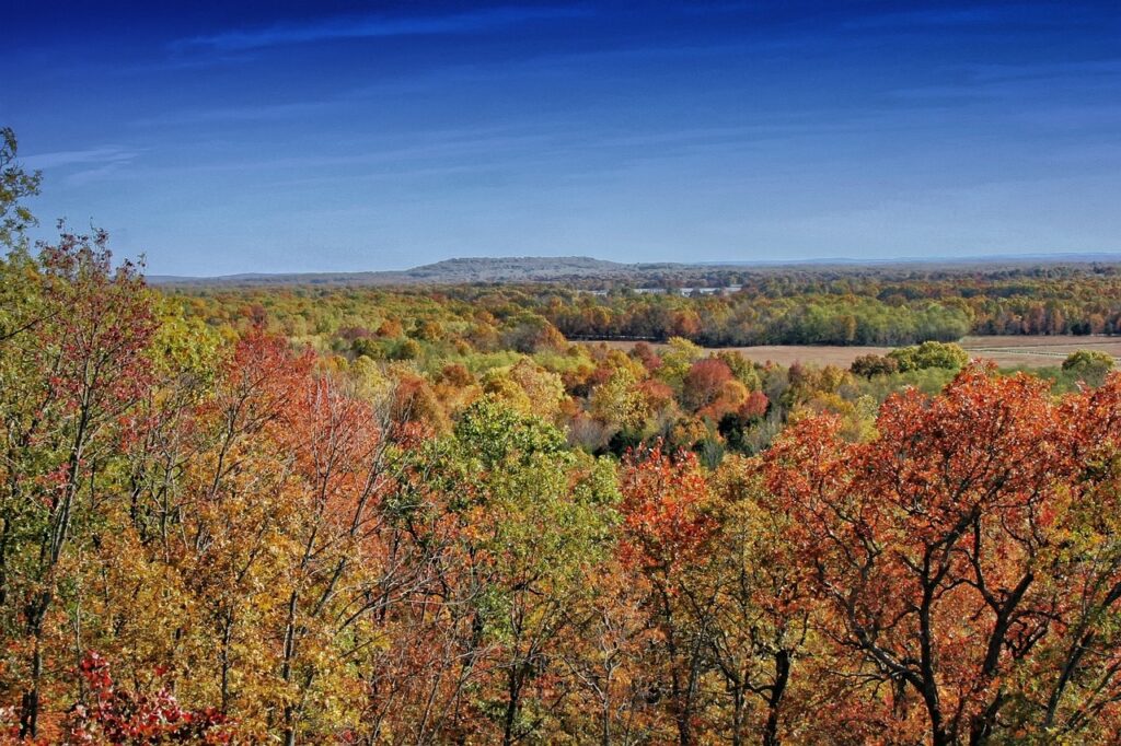 forest in Arkansas
