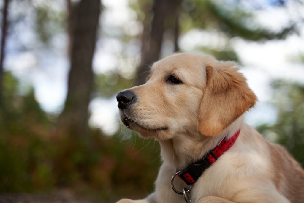 golden retriever