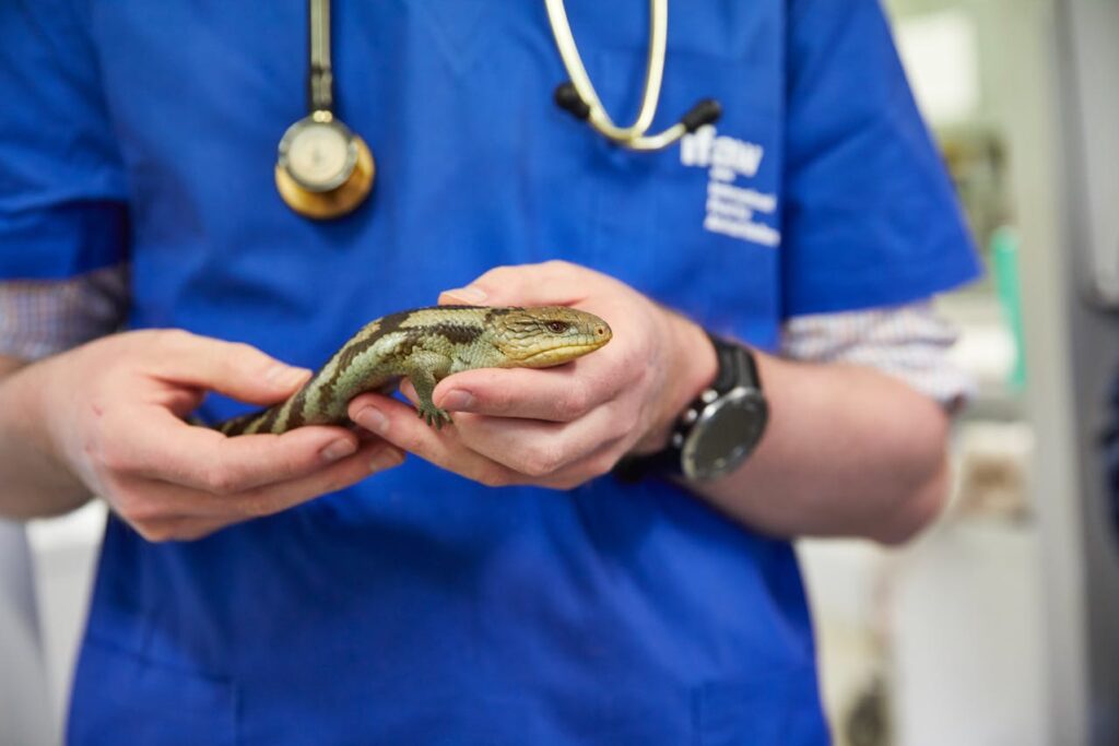 vet holding a lizard