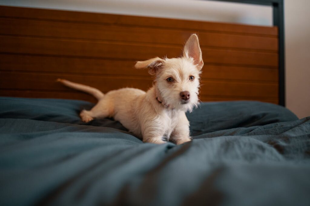 dog lying on bed