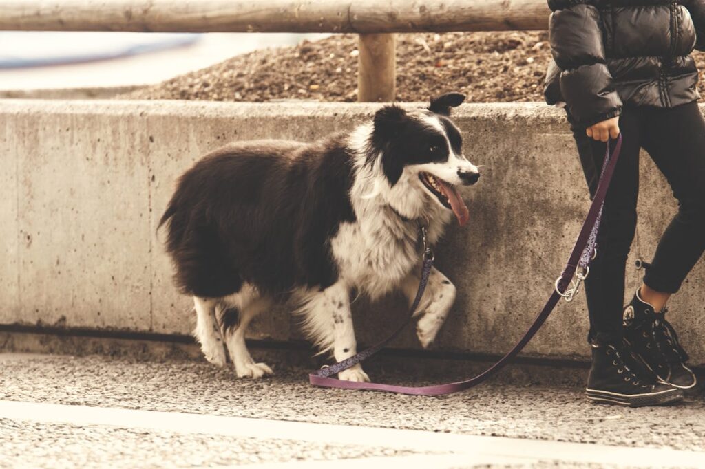 person holding dog leash