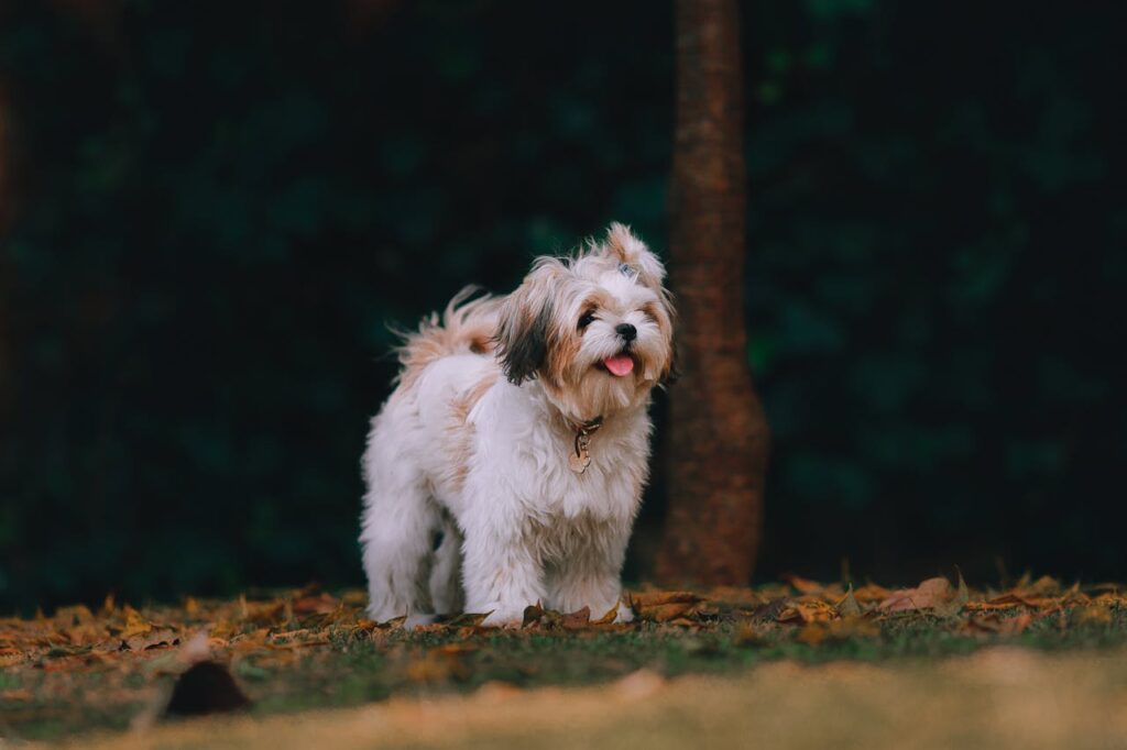 white dog standing outside